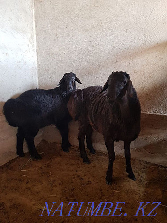 Hissar goats koshakar  - photo 1