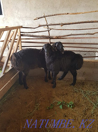 Hissar goats koshakar  - photo 3