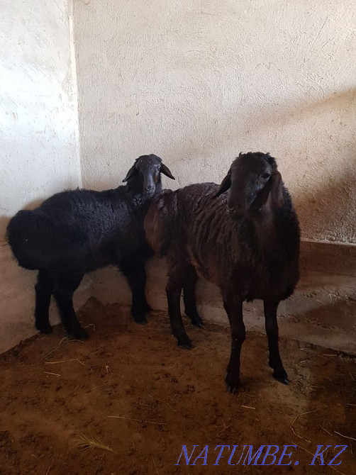 Гиссар козы кошкар  - изображение 1