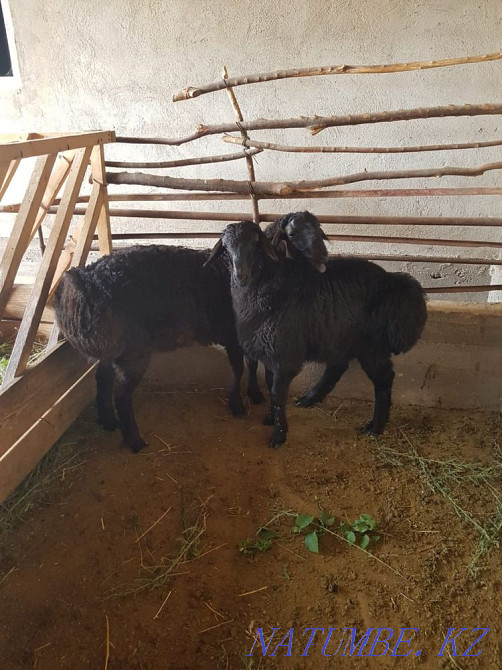 Гиссар козы кошкар  - изображение 3