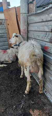Ешки сатамын сутти козы дойная жас ешки 1 2 туган Astana