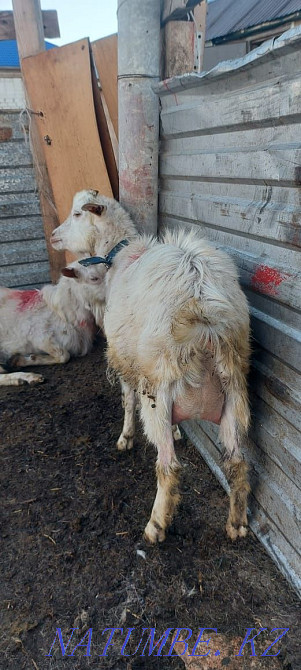 Eshki satamyn sutti goats milking zhas eshki 1 2 tugan Astana - photo 1