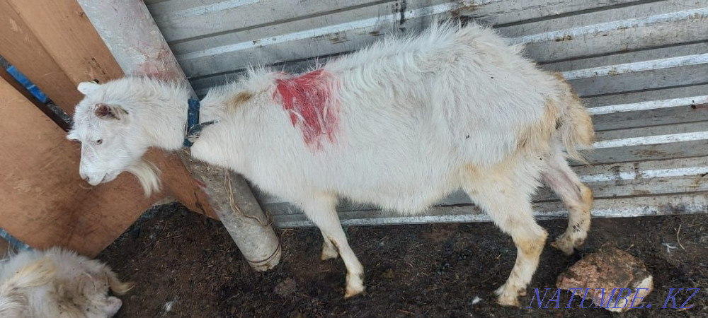 Eshki satamyn sutti goats milking zhas eshki 1 2 tugan Astana - photo 3