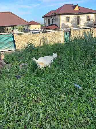 Продам молочник коз ,нубйский и заненский Almaty