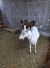 Продам молочник коз ,нубйский и заненский  Алматы
