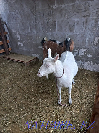 Продам молочник коз ,нубйский и заненский Алматы - изображение 1