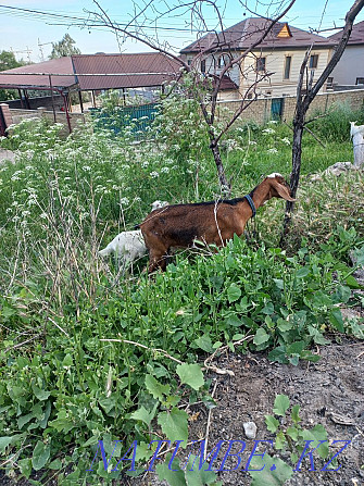 I will sell the milkman of goats, Nubian and Zanen Almaty - photo 4