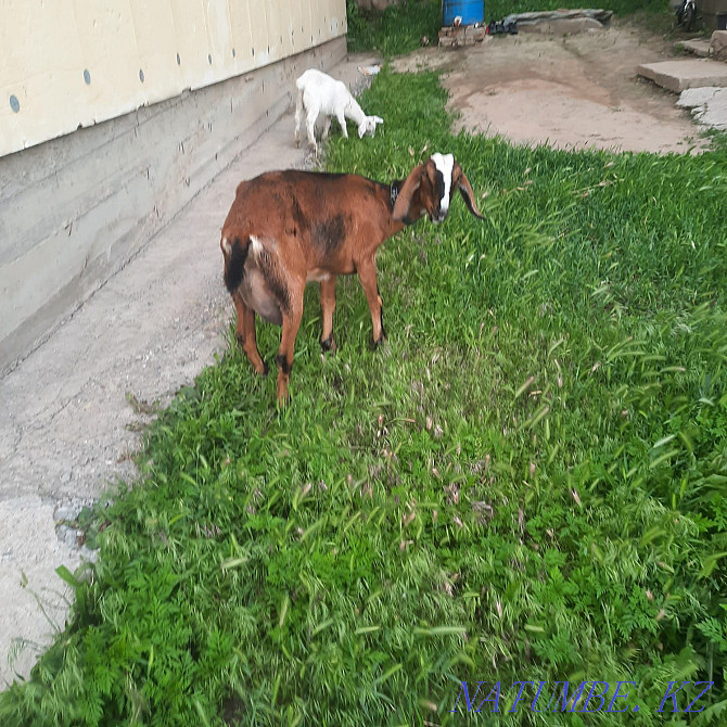 I will sell the milkman of goats, Nubian and Zanen Almaty - photo 2
