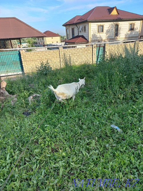 I will sell the milkman of goats, Nubian and Zanen Almaty - photo 3