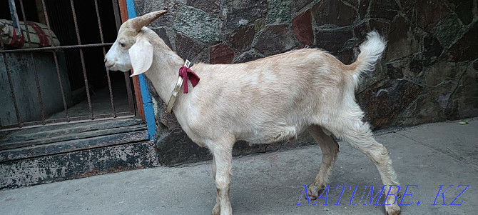 I will sell 1 goat and 2 goats  - photo 1