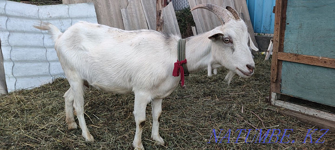 I will sell 1 goat and 2 goats  - photo 3