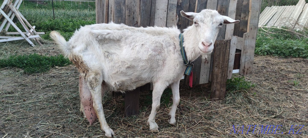 Продам 1-го козлёнка и 2-х коз  - изображение 2