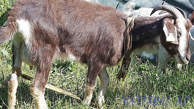 Zhaksy Eshkiler (Goats) La?ymen Tekesimen Almaty - photo 2