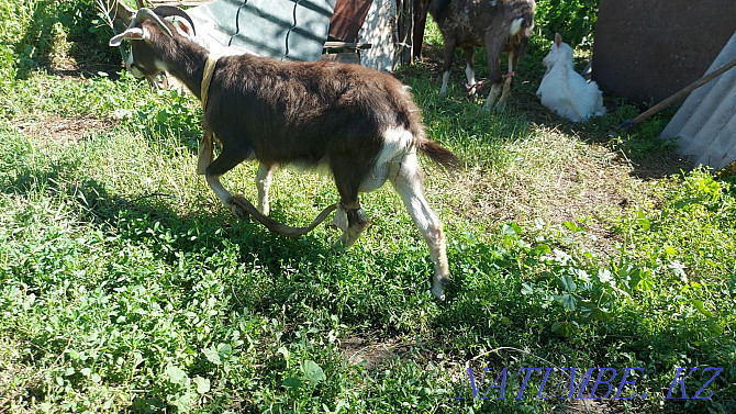 Zhaksy Eshkiler (Goats) La?ymen Tekesimen Almaty - photo 3