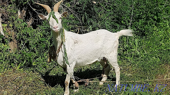 Zhaksy Eshkiler (Goats) La?ymen Tekesimen Almaty - photo 1