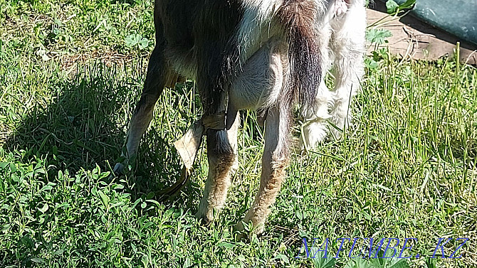 Zhaksy Eshkiler (Goats) La?ymen Tekesimen Almaty - photo 4