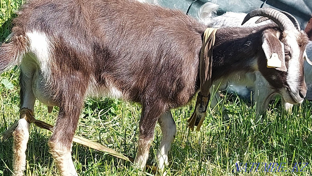Zhaksy Eshkiler (Goats) La?ymen Tekesimen Almaty - photo 2