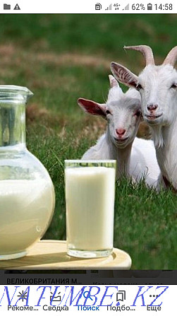 Goat milk 800 tons Oral - photo 1