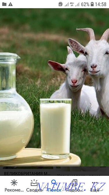 Ешкі сүті 800 тонна  Орал - изображение 1