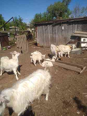 продам дойных коз зааненской породы с козлятами Уральск