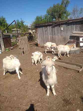 продам дойных коз зааненской породы с козлятами Уральск