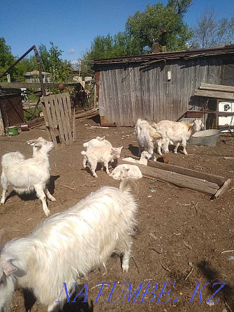 продам дойных коз зааненской породы с козлятами Уральск - изображение 2
