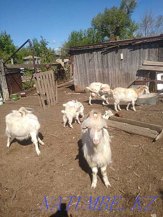 I will sell dairy goats of Saanen breed with kids Oral - photo 1