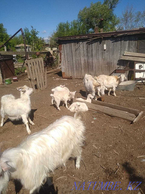 Саанен тұқымды сүтті ешкілерді балаларымен бірге сатамын  Орал - изображение 2