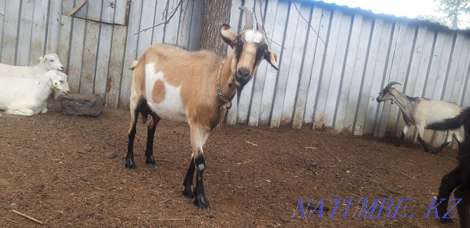 Продам козу альпика Усть-Каменогорск - изображение 2