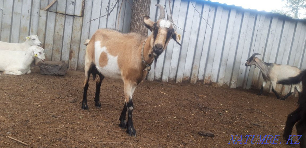 alpika goat for sale Ust-Kamenogorsk - photo 2