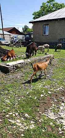 Продам молодую семейку англо нубийских коз 