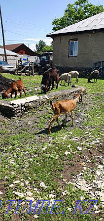 Продам молодую семейку англо нубийских коз  - изображение 3