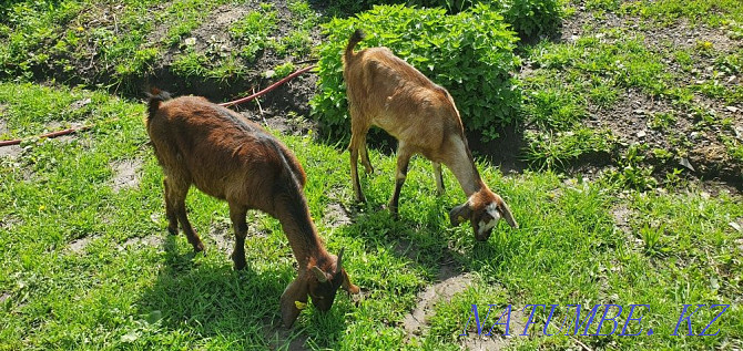 Selling a young family of Anglo Nubian goats  - photo 4
