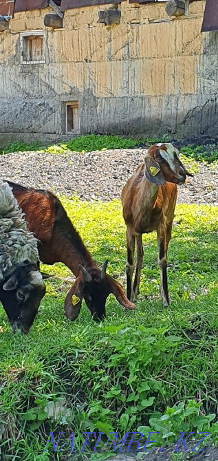 Продам молодую семейку англо нубийских коз  - изображение 1