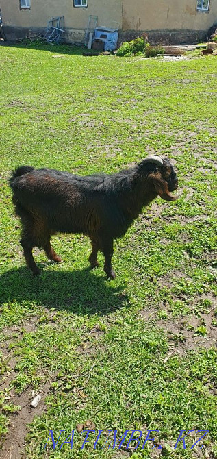 Продам молодую семейку англо нубийских коз  - изображение 2