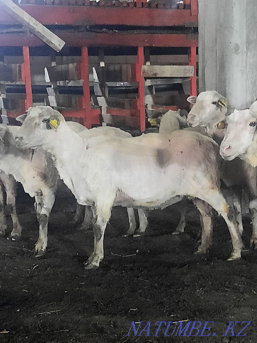 Koi goat satamyn bordaki Almaty - photo 2