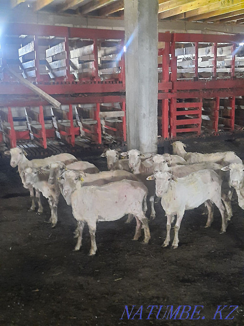 Koi goat satamyn bordaki Almaty - photo 3