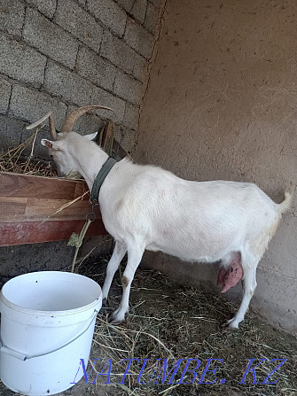 Dairy goat is for sale. Кайтпас - photo 3