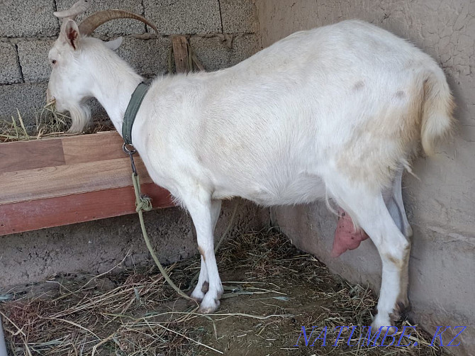 Dairy goat is for sale. Кайтпас - photo 1