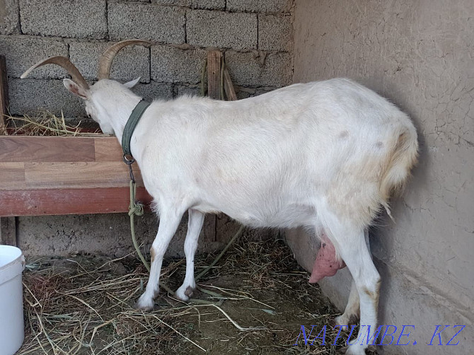 Dairy goat is for sale. Кайтпас - photo 2