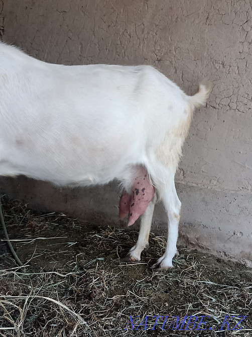Дойная коза продаётся. Кайтпас - изображение 4