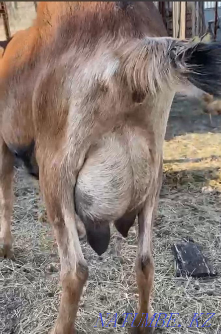 Eshki .. Goat ... dairy Oral - photo 2