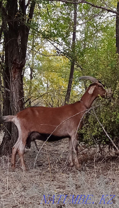 Eshki .. Goat ... dairy Oral - photo 3
