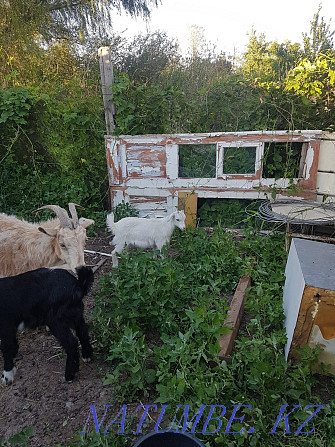 Selling a goat and 2 kids Oral - photo 4