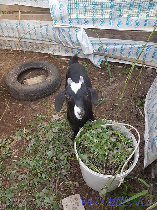 Продам козу и 2 х козлят Уральск - изображение 1