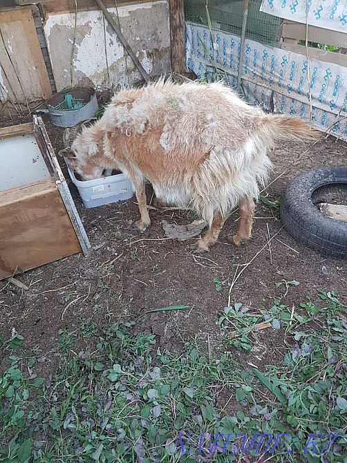 Продам козу и 2 х козлят Уральск - изображение 3