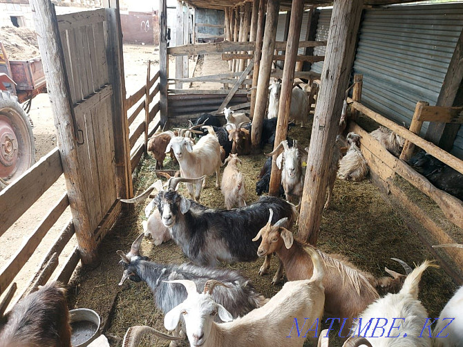 I sell domestic goats Karagandy - photo 3
