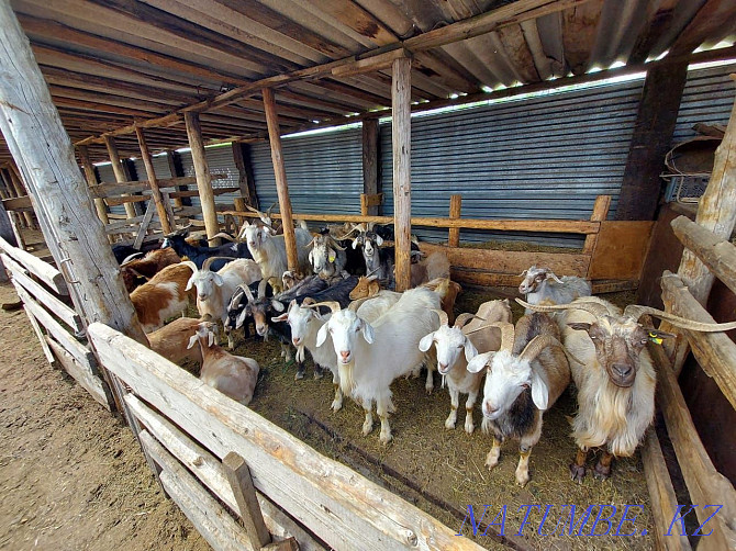 I sell domestic goats Karagandy - photo 2