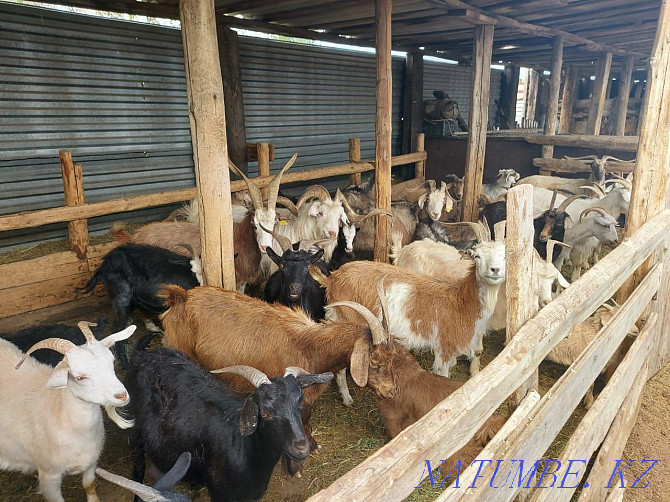 Продаю домашних коз Караганда - изображение 1