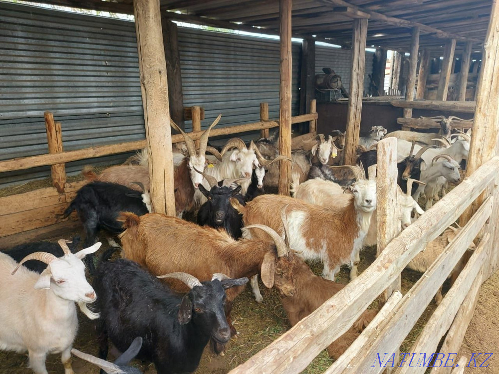 I sell domestic goats Karagandy - photo 1